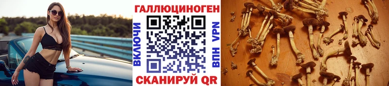 Псилоцибиновые грибы GOLDEN TEACHER  Сураж 
